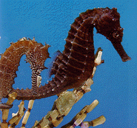 2 seahorses