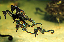 Babies of Hippocampus whitei