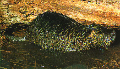 nutria