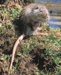 nutria