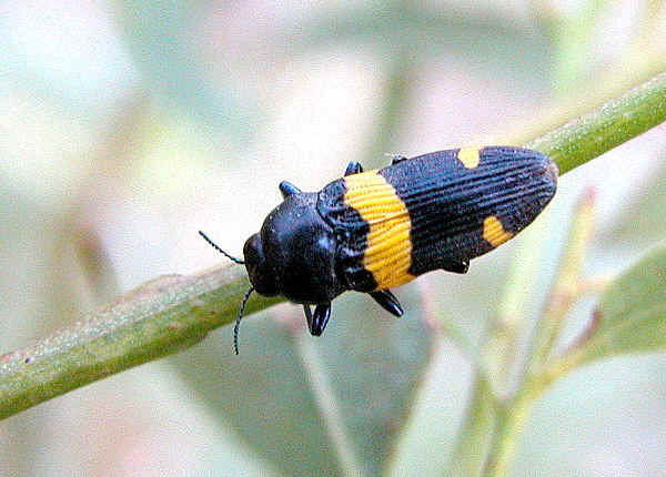 jewel beetle australia