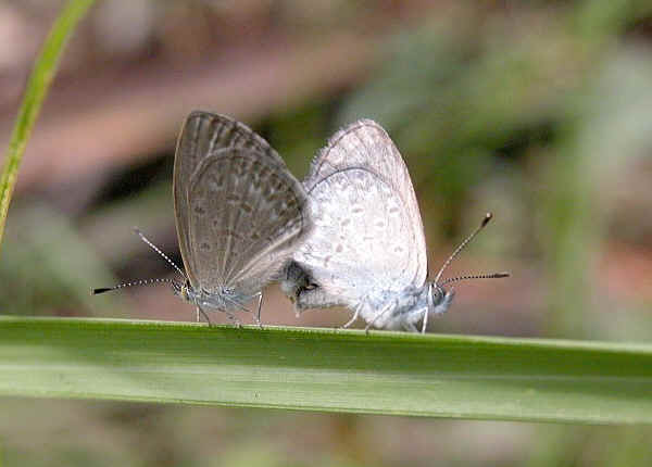 Brisbane Butterflies
