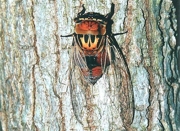 Cicadas New Zealand. Cicadas, Spittle Bugs,