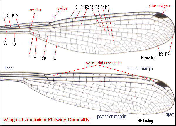 dragonfly wings. and Dragonfly#39;s Wings