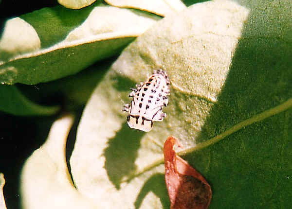 fungus on leaves