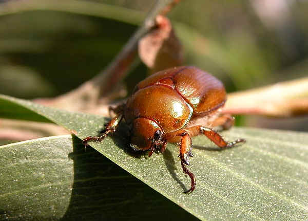 christmas beetle australia