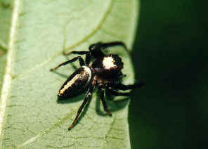 FAMILY SALTICIDAE - Jumping Spiders