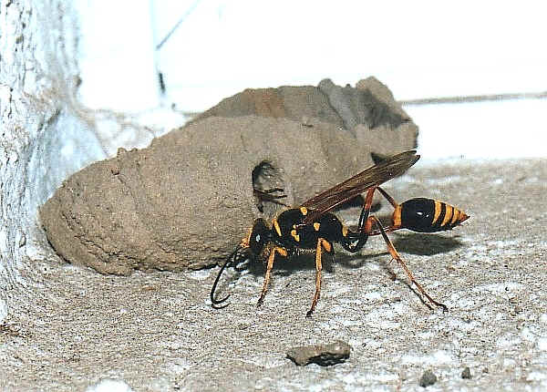 Australian Mud Wasp