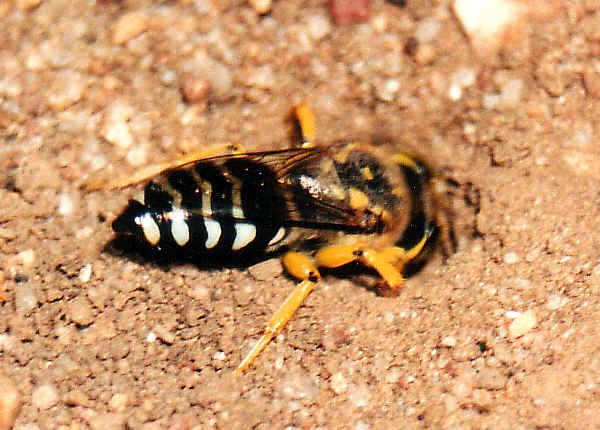 Burrowing Wasps