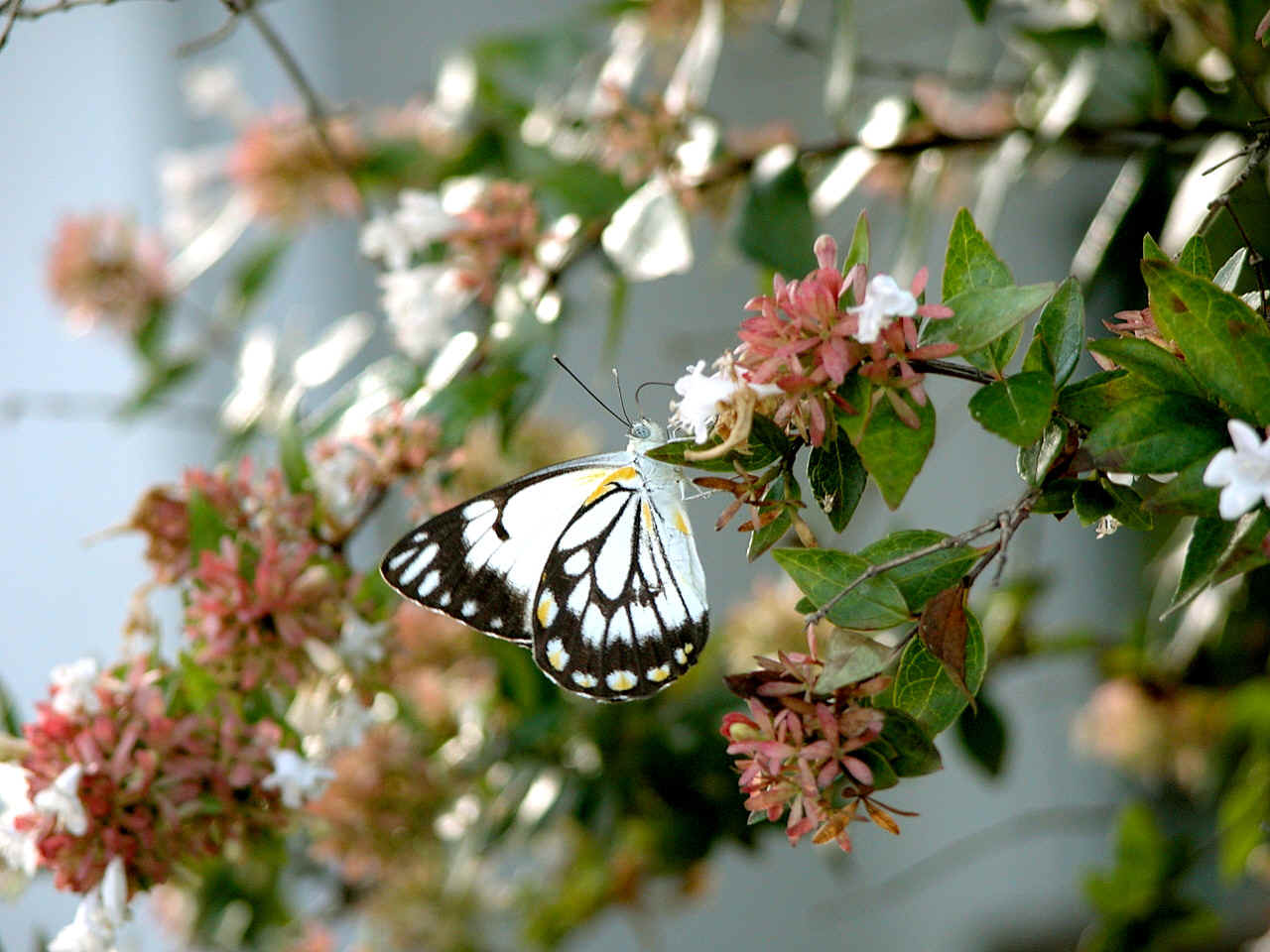 Caper White Butterfly