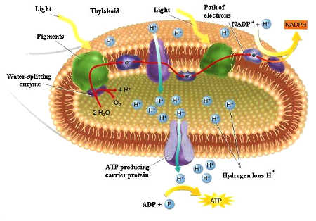 http www oocities org durandfactbiology part1electron bmp photosynthesis light reaction biology