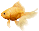 Goldfish Gif