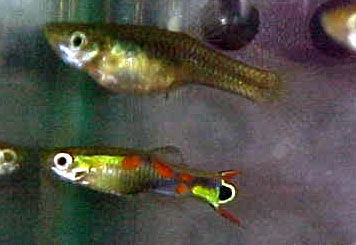 female endlers