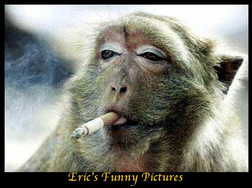 Eric Funny Pictures > Monkey Smoke