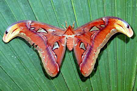 attacus.jpg