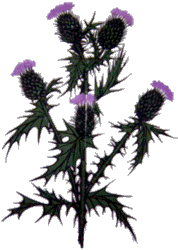 Scottish Thistle Meaning