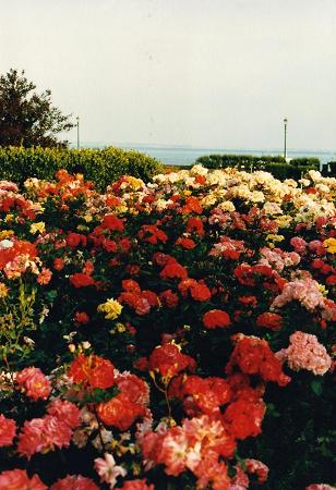  The beautiful flowers of Southend-on-Sea resort near London