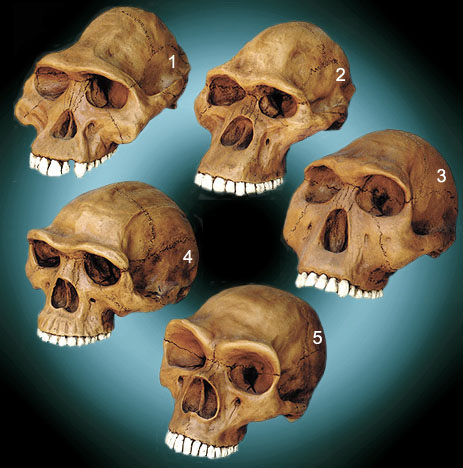 Different Skulls