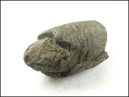 shark coprolite