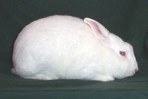 white small rabbit