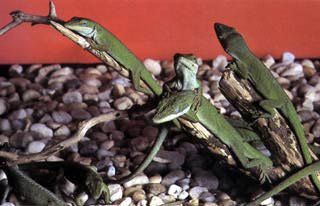 anole care