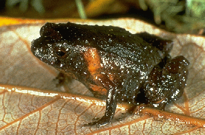 pouched frog