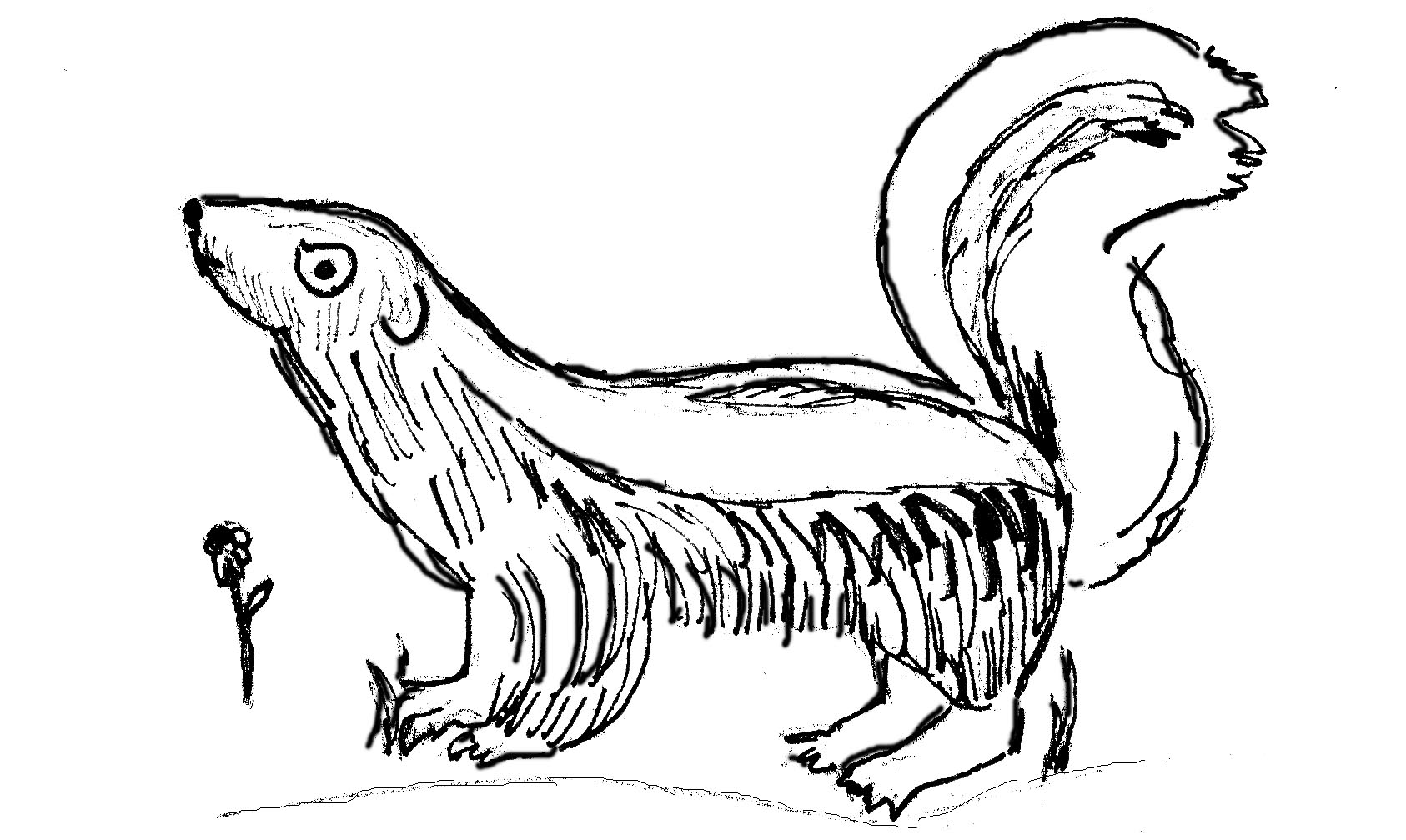Illustration of skunk