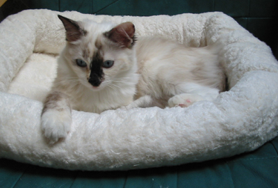 Seal Tortie Ragdoll