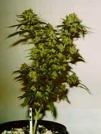 reefer plant