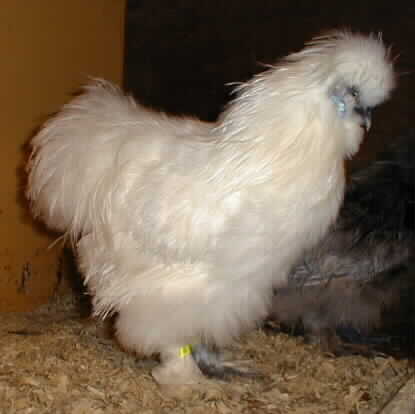 White Silkies