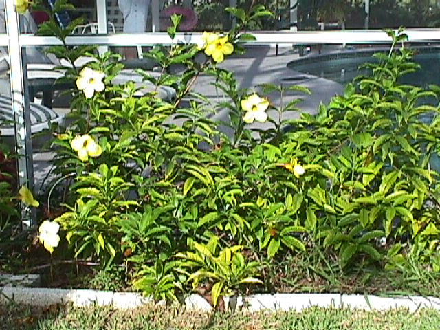 Alamanda Tree