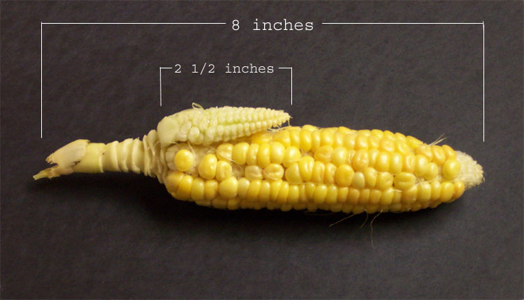 what-corn-looked-like-before-selective-breeding-r-pics