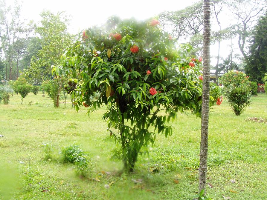Plants Of Bangladesh
