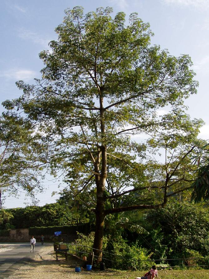 Bombax Tree