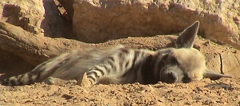 Israeli mammals