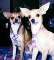 Cujo and Annie