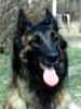 Belgian Tervueren