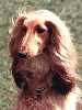 Afghan Hound