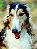 Borzoi