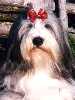 Bearded Collie