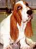 Basset Hound