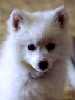 American Eskimo Dog