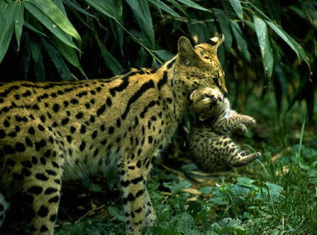 African Long Grass