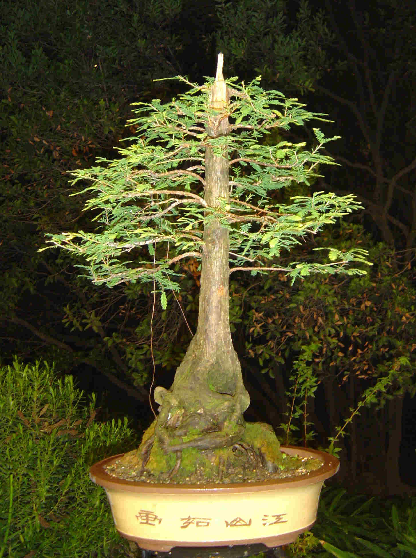 Taxodium Distichum Bonsai