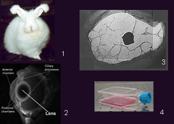 Fibronectin Network