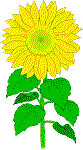 Sunflower II