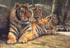 Painting of Siberian tigers