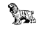 Cocker Spaniel Trim