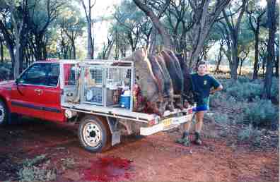 dog box australia