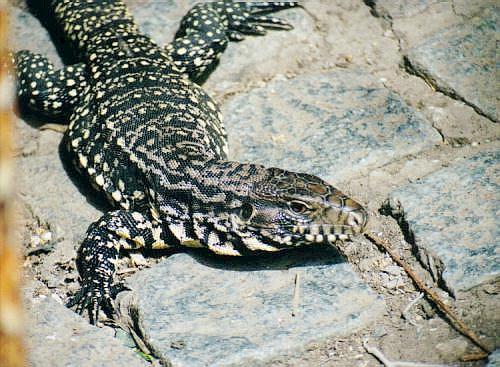 Black And White Tegu. Black-and-white Tegu Lizard